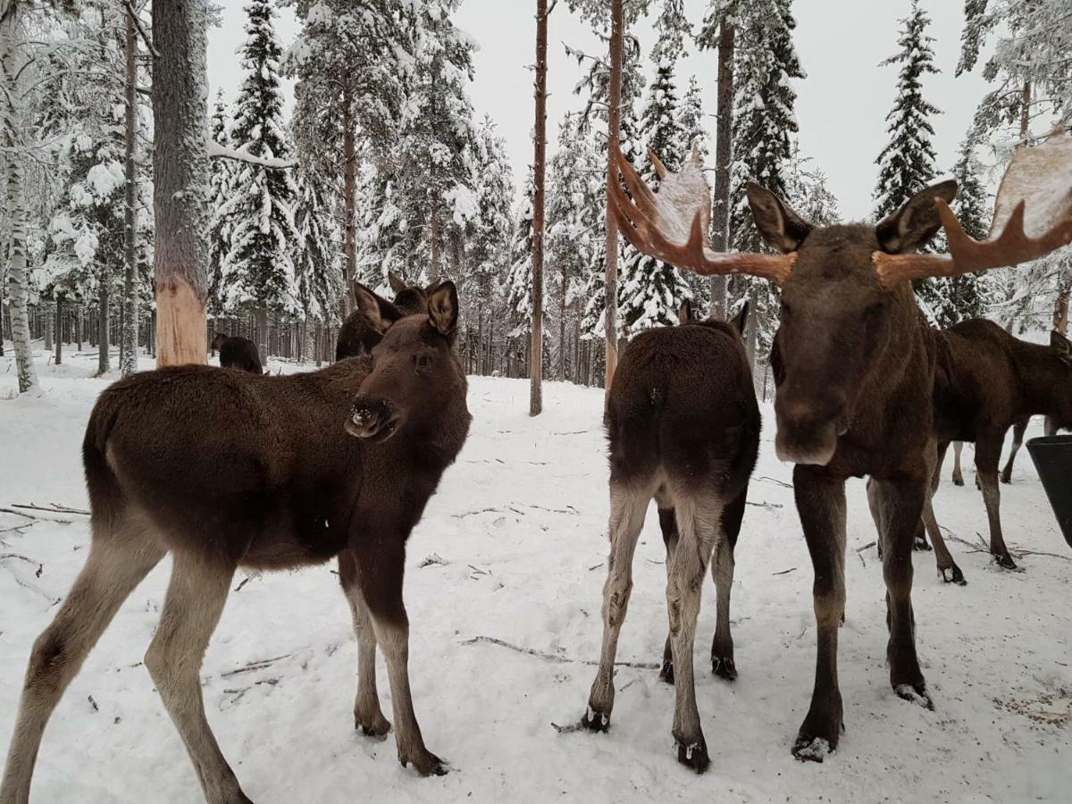 The Friendly Moose Hotel Overtornea Exterior foto